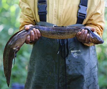 2731_Gina Walsh_Slender Lungfish_Protopterus dolloi.jpg